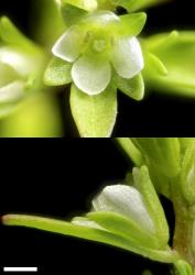 Veronica peregrina var. peregrina. Flowers. Scale = 1 mm. Image: P.J. Garnock-Jones © P.J. Garnock-Jones CC-BY-NC 3.0 NZ